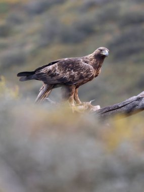 Altın kartal, Aquila chrysaetos, şubat 2026, İspanya 'da tek bir kuş.