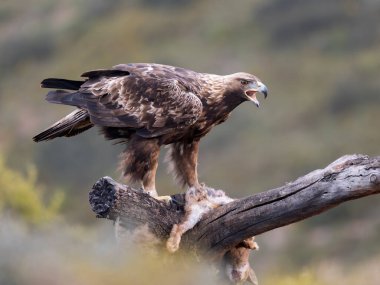 Altın kartal, Aquila chrysaetos, şubat 2026, İspanya 'da tek bir kuş.