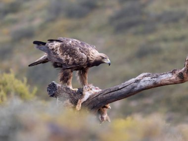 Altın kartal, Aquila chrysaetos, şubat 2026, İspanya 'da tek bir kuş.