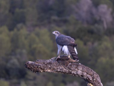 Goshawk, Accipiter Gentilis, İspanya şubesindeki tek kadın, Şubat 2026