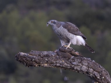 Goshawk, Accipiter Gentilis, İspanya şubesindeki tek kadın, Şubat 2026