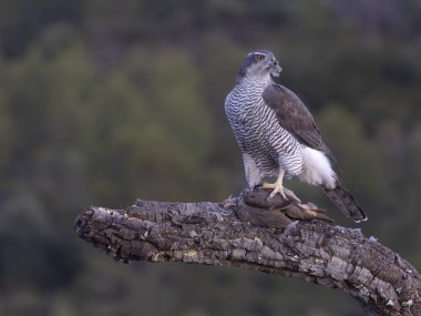 Goshawk, Accipiter Gentilis, İspanya şubesindeki tek kadın, Şubat 2026