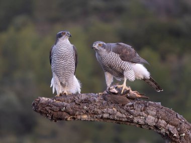 Goshawk, Accipiter gentilis, Erkek ve kadın şube, İspanya, Şubat 2026
