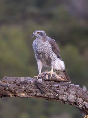 Goshawk, Accipiter Gentilis, İspanya şubesindeki tek kadın, Şubat 2026