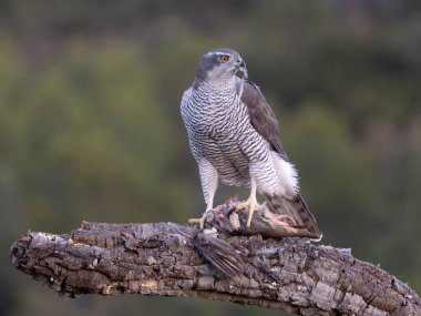Goshawk, Accipiter Gentilis, İspanya şubesindeki tek kadın, Şubat 2026