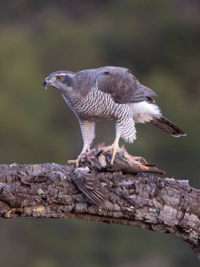 Goshawk, Accipiter Gentilis, İspanya şubesindeki tek kadın, Şubat 2026