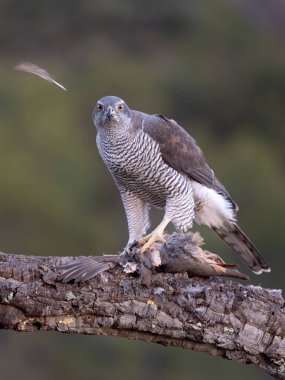 Goshawk, Accipiter Gentilis, İspanya şubesindeki tek kadın, Şubat 2026