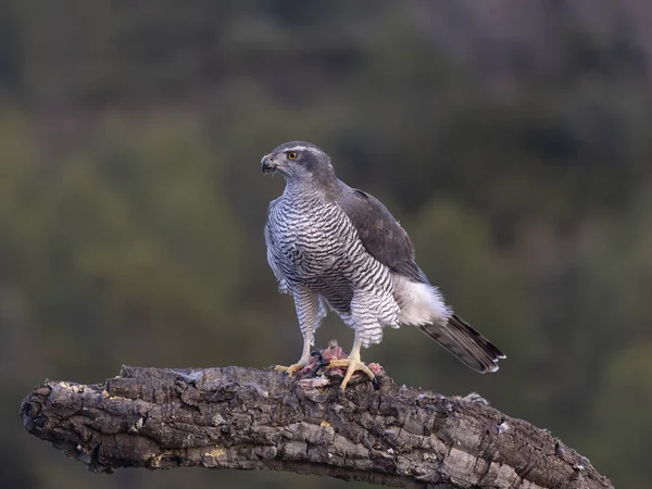 Goshawk, Accipiter Gentilis, İspanya şubesindeki tek kadın, Şubat 2026