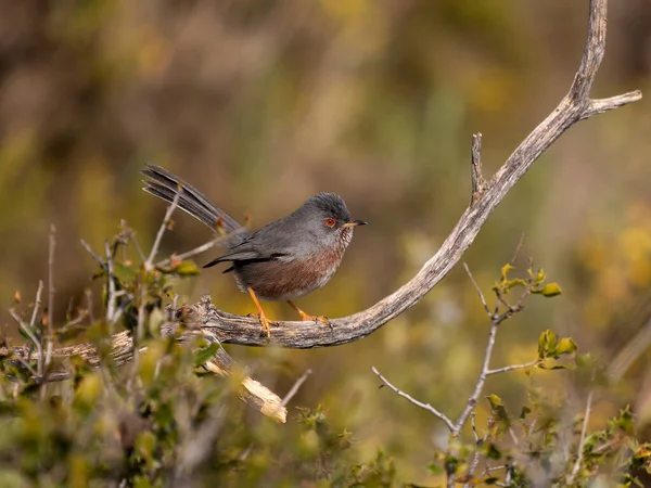 Dartford bülbülü, Sylvia undata, şubatta tek kuş, İspanya, Şubat 2026
