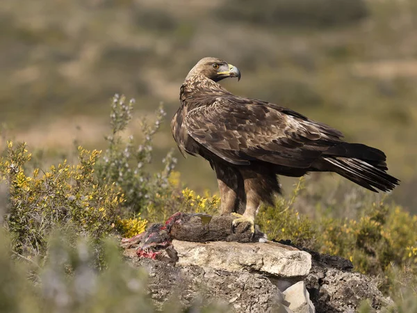 Altın Kartal, Aquila Chrysaetos, Kayadaki tek kuş, Şubat 2026