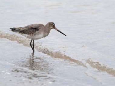 Siyah kuyruklu Godwit, Limosa limozası, Sudaki tek kuş, Norfolk, Şubat 2026