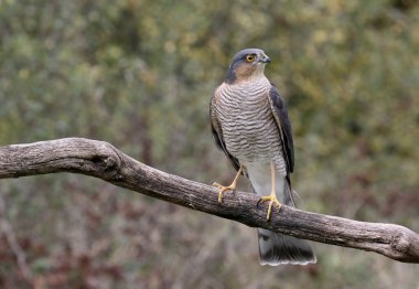atmaca, accipiter nisus