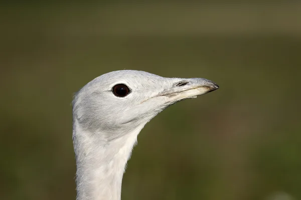 Great bustard, Otis tarda — Stock Photo, Image