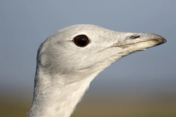 Stor bustard, otis tarda — Stockfoto