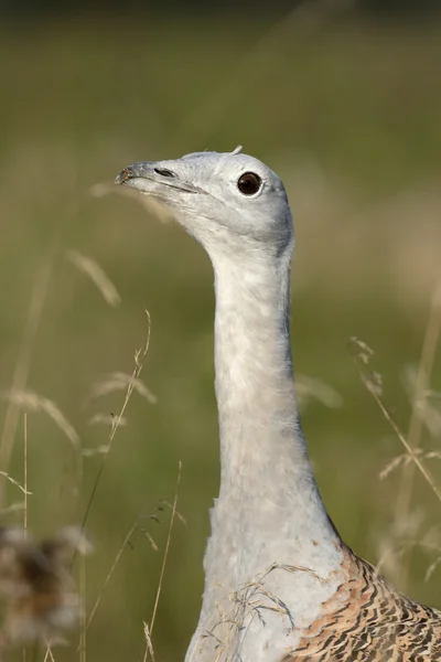 Stor bustard, otis tarda — Stockfoto