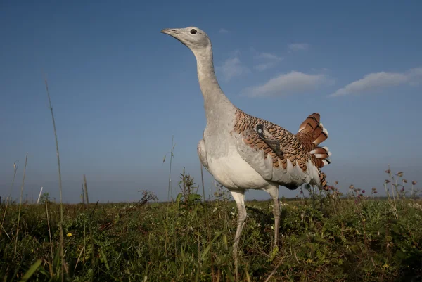 Great bustard, Otis tarda — Stock Photo, Image