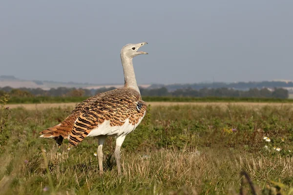 Great bustard, Otis tarda — Stock Photo, Image