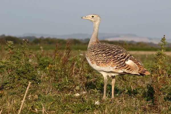 Great bustard, Otis tarda — Stock Photo, Image