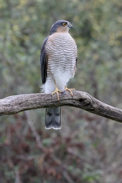 Krahujec, accipiter nisus — Stock fotografie