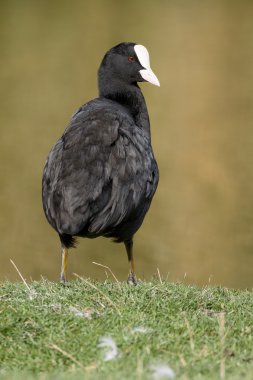 Coot, Fulica atra