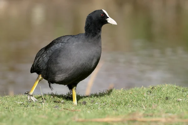 Лысуха fulica atra — стоковое фото