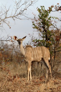 Büyük Kudu, yayılım gösterir: strepsiceros