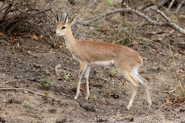 Steenbokantilope, Raphicerus campestris — Stockfoto