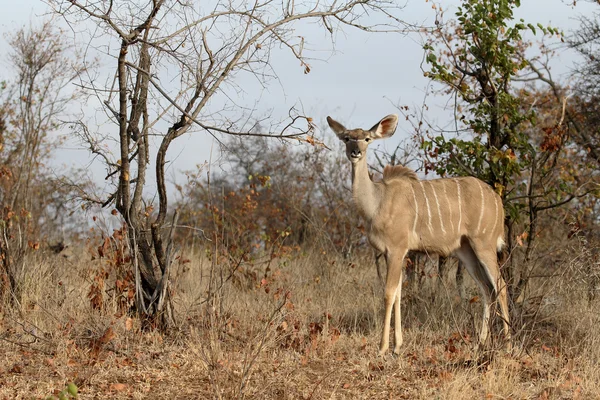 Større Kudu, Tragelaphus strepsiceros – stockfoto