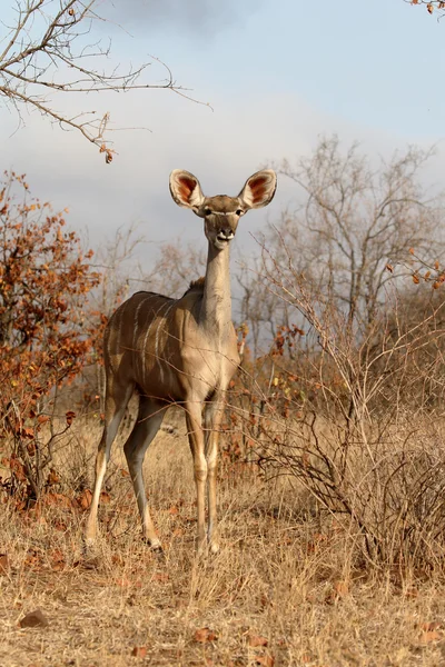 Μεγαλύτερη μεγάλη αντιλόπη της Αφρικής, Tragelaphus strepsiceros — Φωτογραφία Αρχείου