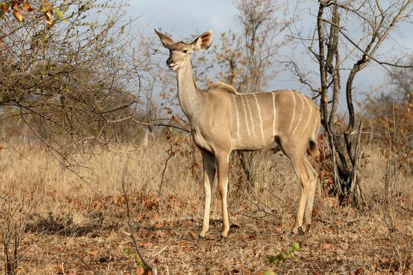 Büyük Kudu, yayılım gösterir: strepsiceros — Stok fotoğraf