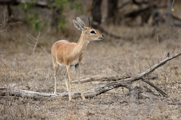 Sul-africanos, Raphicerus campestris — Fotografia de Stock