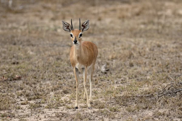 Steenbok, Raphicerus campestris — Stock Photo, Image