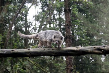 Bintorong, Arctictis binturong