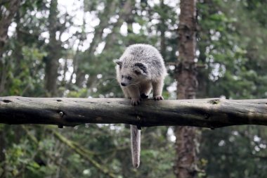 Bintorong, Arctictis binturong