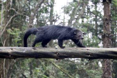 Bintorong, Arctictis binturong