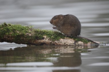 Water vole, Arvicola amphibius clipart