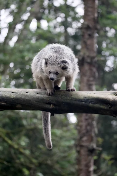 Bintorong, Arctictis binturong — Fotografia de Stock