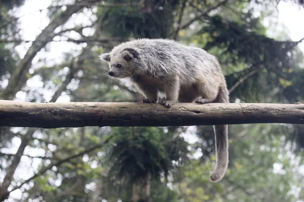 Bintorong, Arctictis binturong — Photo