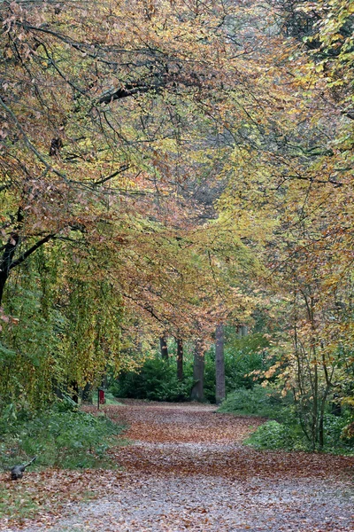 Lickey Hills Country Park — Fotografia de Stock