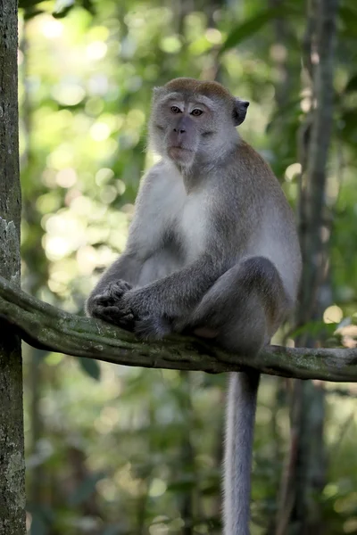 Dlouhoocasých makaků macaca fascicularis — Stock fotografie