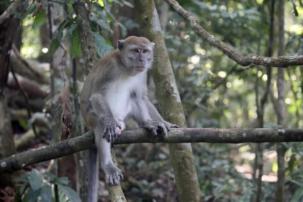 Langschwanzmakaken, Macaca fascicularis — Stockfoto