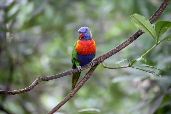 Lorysa górska lub lory, Trichoglossus haematodus — Zdjęcie stockowe