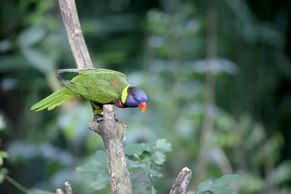 彩虹澳洲鹦鹉或鹦鹉，Trichoglossus haematodus — 图库照片