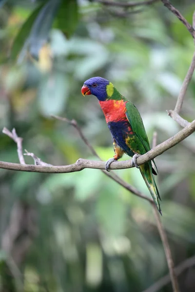 Regenbogenlorikeet oder Lory, Trichoglossus haematodus — Stockfoto