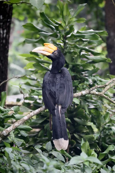 Rhinoceros hornbill, Buceros rhinoceros — Stock Photo, Image