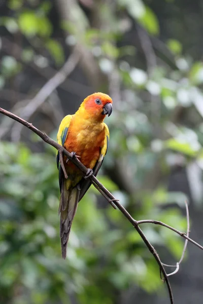 Sun concure or parakeet, Aratinga solstitialis — Stock Photo, Image