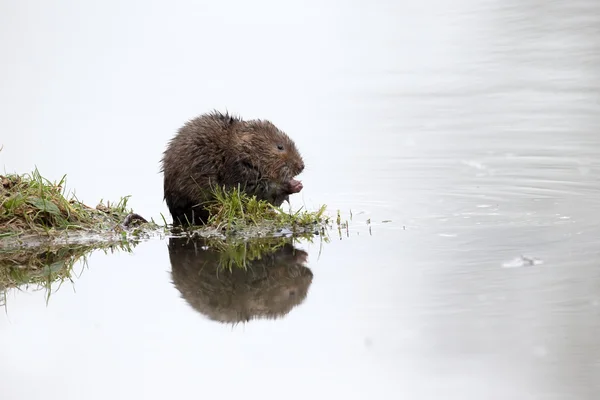 Water vole, Arvicola amphibius — Stockfoto