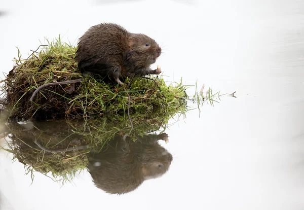 Water vole, Arvicola amphibius — Stock Photo, Image