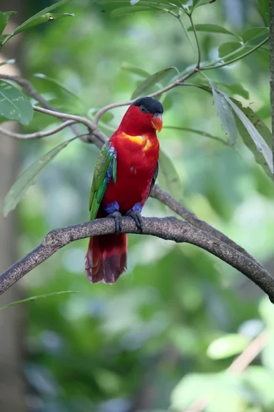 Lori dal petto giallo, Lorius chlorocercus — Foto Stock