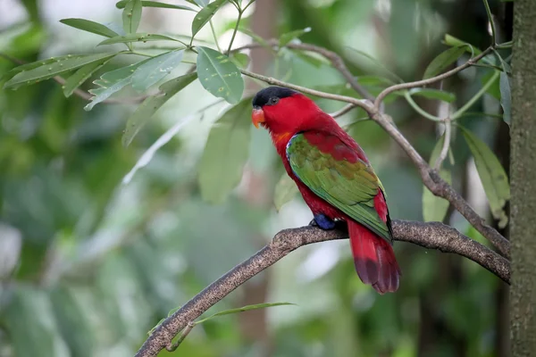 Κίτρινο-bibbed lory, Lorius chlorocercus — Φωτογραφία Αρχείου